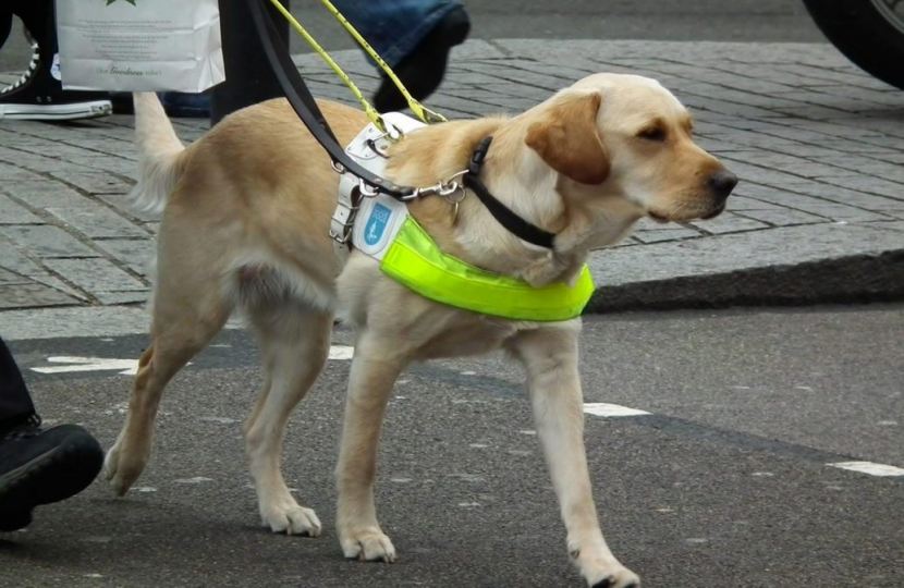 guide dog 